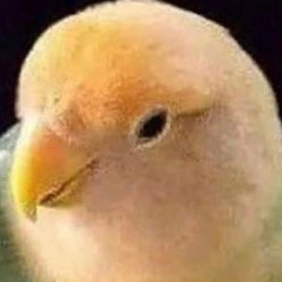 Meet your Posher, Abigail - Picture 1 of 1